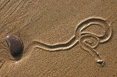 Erratic trace of a common periwinkle in the sand Bretagne ; Location: Pleherel. 