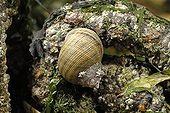 Common periwinkle on a rock at lowtide France