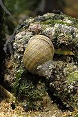 Common periwinkle on a rock at lowtide France