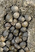 Common periwinkles on a rock at lowtide France
