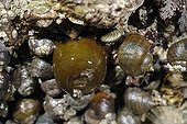 Beadlet anemone green form folded at low tide France 
