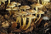 Sulphur Tufts on dead wood