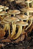 Sulphur Tufts on dead wood