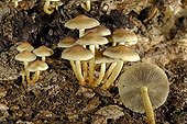 Sulphur Tufts on dead wood