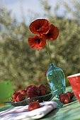 Strawberries and poppies on a garden table in Provence