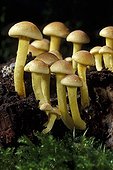 Sulphur Tufts on dead wood Essonne France