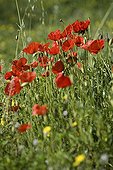 Corn poppies in a garden of Provence France
