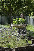 Young red-haired girl carying a tray of eggplant seedlings