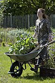 Young red-haired girl carying eggplant seedlings