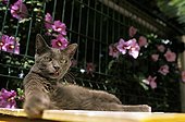 Cat resident Refuge of Beauregard Burgundy France