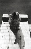 Kitten and his shadow Refuge of Beauregard France  ; City: Nevers Saint-Eloi 