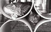 Cats sleep in rollers Refuge of Beauregard France  ; City: Nevers Saint-Eloi 