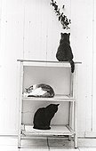 Cats on a shelf Refuge of Beauregard France  ; City: Nevers Saint-Eloi 