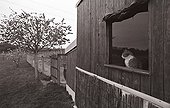 Cat looking out the window Refuge of Beauregard France ; City: Nevers Saint-Eloi 