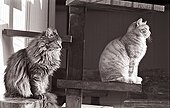 Cats are warming at sun Refuge of Beauregard France ; City: Nevers Saint-Eloi 