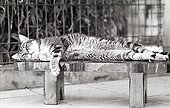 Cat sleeping on a bench Refuge of Beauregard France ; City: Nevers Saint-Eloi 