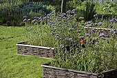 Lacy Phacelia in bloom in a garden of Provence France