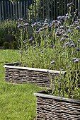 Lacy Phacelia in bloom in a garden of Provence France