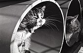 Cat yawning in rollers Refuge of Beauregard France  ; City: Nevers Saint-Eloi 
