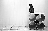 Cat sitting on rollers Refuge of Beauregard France  ; City: Nevers Saint-Eloi 