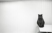 Cat sitting Refuge of Beauregard France  ; City: Nevers Saint-Eloi 