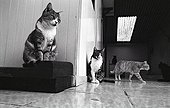 Cats Refuge of Beauregard France  ; City: Nevers Saint-Eloi 