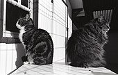 Cat looking out the window Refuge of Beauregard France ; City: Nevers Saint-Eloi 