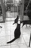 Cats Refuge of Beauregard France  ; City: Nevers Saint-Eloi 