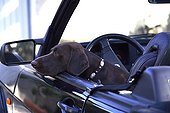 Weimar Pointing Dog in a car France