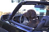 Weimar Pointing Dog in a car France