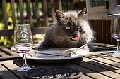 Cat licking a plate France 