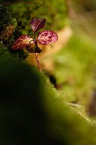 True-lover's Knot on moss in winter Normandy France