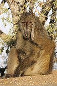 Chacma baboon scratching his head Kruger National Park