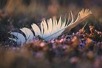 Plume dans une lande de Bruyères en fleurs France