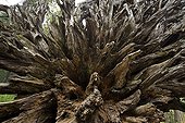 Roots of a fallen Giant Sequoia Yosemite National Park ;  <br>