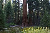 Giant Sequoia Yosemite National Park California USA 