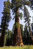 Giant Sequoia Yosemite National Park California USA 