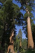 Giant Sequoia and car Yosemite National Park California USA 