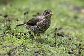 Austral Thrush male careful Tierra del Fuego NP Argentina