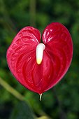 Anthurium inflorescence in a garden in Martinique Island