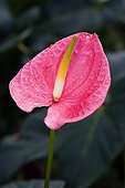 Anthurium inflorescence in a garden in Martinique Island