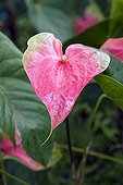 Anthurium inflorescence in a garden in Martinique Island