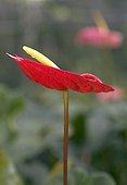 Anthurium inflorescence in a garden in Martinique Island