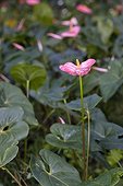 Anthurium inflorescence in a garden in Martinique Island
