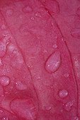 Water drops on an anthurium spathe in Martinique Island