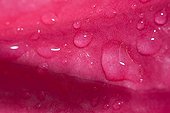 Water drops on an anthurium spathe in Martinique Island