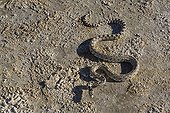 Great Basin Gopher Snake Mono lake Californie USA