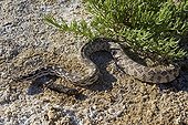 Great Basin Gopher Snake Mono lake Californie USA