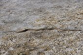 Great Basin Gopher Snake Mono lake Californie USA