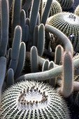 Cactus Tenerife Canary 